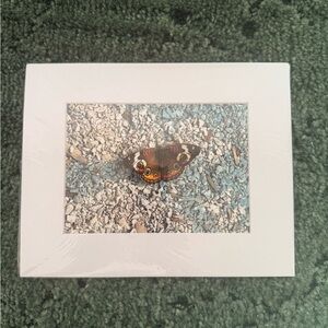 White and Brown Butterfly Photography Art